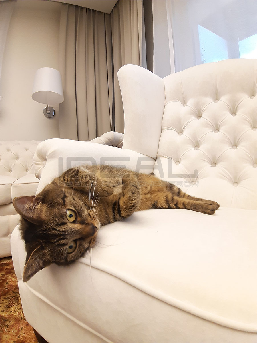 Warum kratzt die Katze am Sofa